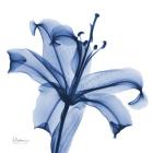 Glorious Indigo Lily