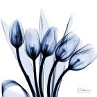 Marvelous Indigo Tulips