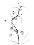 White Globe Lily