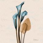 Calla Lily Blue Brown