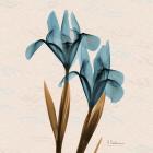 Iris Blue Brown