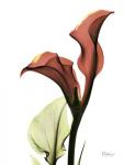 Ruby Calla Lily