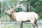 Linen Pressed Elk