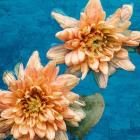 Orange Chrysanthemums