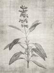 Sepia Botanical 1