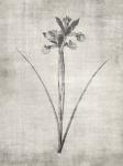 Sepia Botanical 2