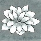 White Lotus