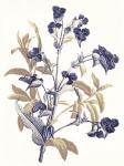 Indigo Flowers