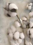 Sprays of Cotton 2