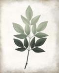 Vintage Botanical Greens 1