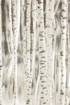 Birches 3