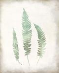 Watercolor Fern 3 Vintage