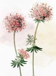 Watercolor Crosswort