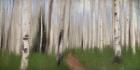 Path through the Aspens