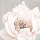 Neutral Peony 1