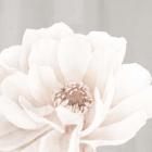 Neutral Peony 2