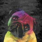 Pug