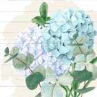 Hydrangea 2