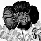 Black and White Bloom 2