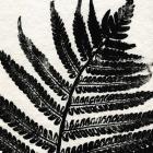 Pressed Fern 1