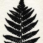 Pressed Fern 2