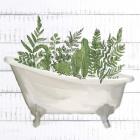 Fern Bath 1