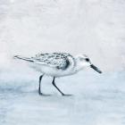 Sandpiper 1