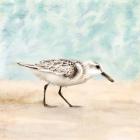 Sandpiper Walk 1