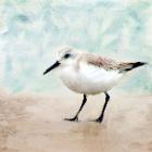 Sandpiper Walk 2