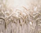 Mute Wheat Field