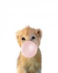 Baby Lion Bubble Gum