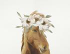 Floral Horse