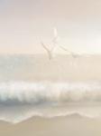 The Gulls