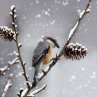 Snow Bird