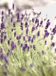 Lavender 2