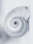 Moon Snail