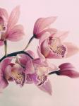 Pink Orchids