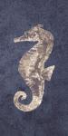 Sea Horse Coastal 1