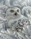 Snowy Owl Sanctuary