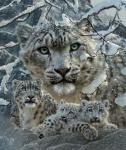 Snow Leopard Collage