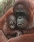 Orangutan Mother and Baby