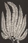 Vintage Ferns II