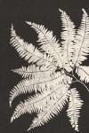 Vintage Ferns V