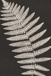 Vintage Ferns VI