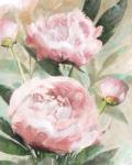 Bountiful Peonies