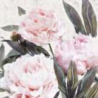 Bountiful Peonies IV