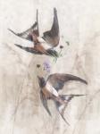 Playful Swallows