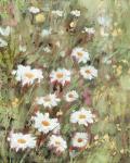 Daisy Field II