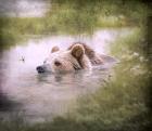 Bearly Swimming