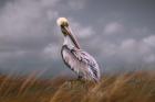 Pelican Way
